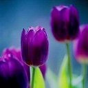 ���� ��������� (����), ������-��-����, 64 ���� - ��������� 17 ������� 2017 � ������ ������ ��������