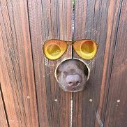 ������, 61 ���, �����������