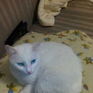 ��������, 40 ���, ������