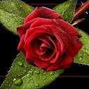 ���� �������, �������, 50 ��� - ��������� 17 ������� 2018 � ������ ���� ����������