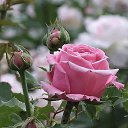 ���� ������, �����-���������, 49 ��� - ��������� 12 ������� 2017 � ������ ���� ����������