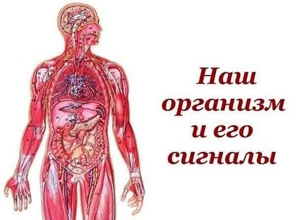 Наш организм и его сигналы. Врачи уверены, что в нашем организме «вдруг» ничего не бывает. И даже ...