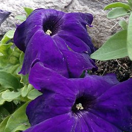 ���������, �����-���������, 44 ����