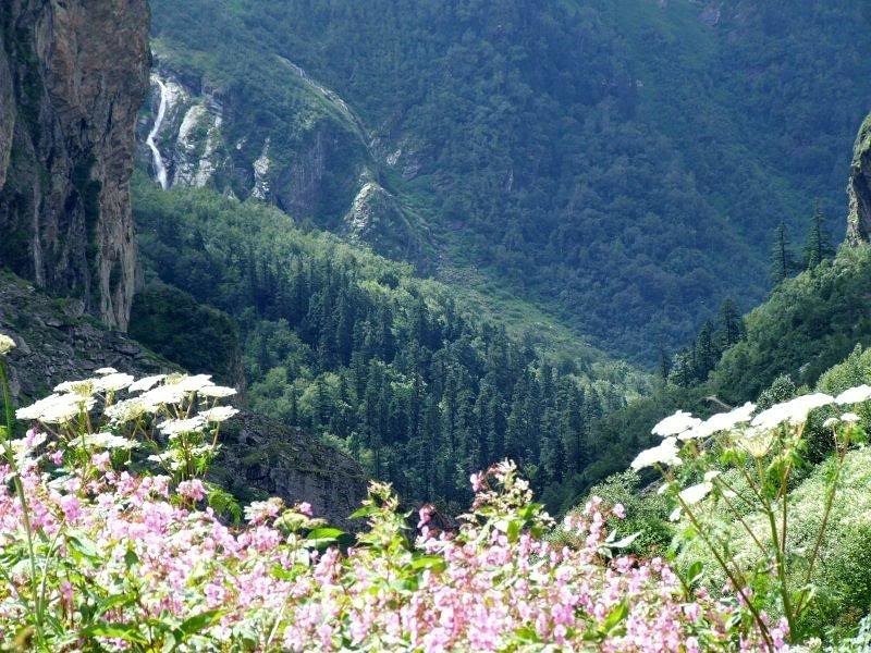   -    .    (Valley of Flowers National ... - 6