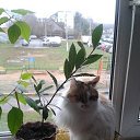 ���� �����, ������, 62 ���� - ��������� 19 ������� 2018