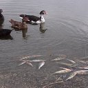 ���� ����, ������, 67 ��� - ��������� 14 ������ 2018 � ������ ���� ����������