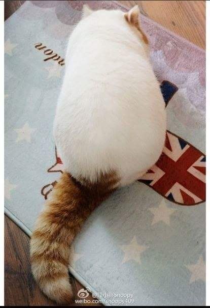    -   ?
