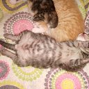 ���� Crazy, �����-���������, 45 ��� - ��������� 7 ����� 2018 � ������ ������ ��������