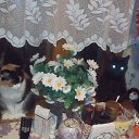 ���� ������, ���������, 66 ��� - ��������� 23 ������� 2017 � ������ ������ ��������