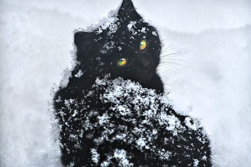))).Я поняла, что пришла нaстоящая зима, кoгда моя кошка прибежала домой с криком ...
