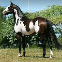 ���� Aleks, ����� ������� - ��������� 9 ���� 2018 � ������ �HORSES�