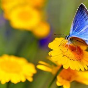 ������, 36 ���, ���������