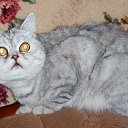 ���� ������, ��������, 60 ��� - ��������� 9 ������ 2018 � ������ ����ۻ