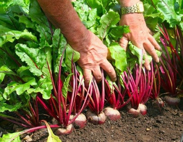 BioGrow Plus – универсальное удобрение Овощи и фрукты растут, как сумасшедшие ... - 6
