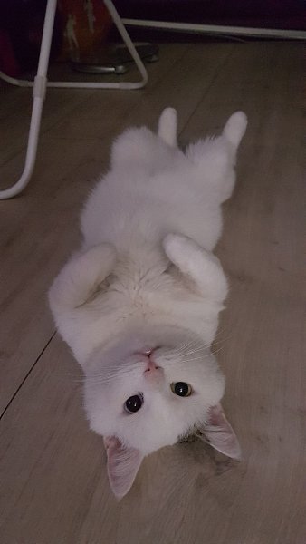 #Безкота_добро.Многие пишут о том, что забрали/нашли/подобрали (перечеслять можно долго) котенка, а ... - 6
