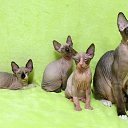 ���� ������, ���������, 63 ���� - ��������� 11 ������ 2018 � ������ ���� ����������