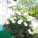 ���� Vera, ������ - ��������� 5 ���� 2018 � ������ ������ ��������