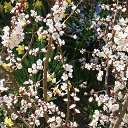 �������� ������� �� ������� �FLORA�