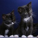���� �����, ���������, 25 ��� - ��������� 29 ������� 2017 � ������ ���� ����������