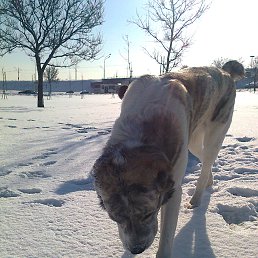 ����, �����-���������, 68 ���