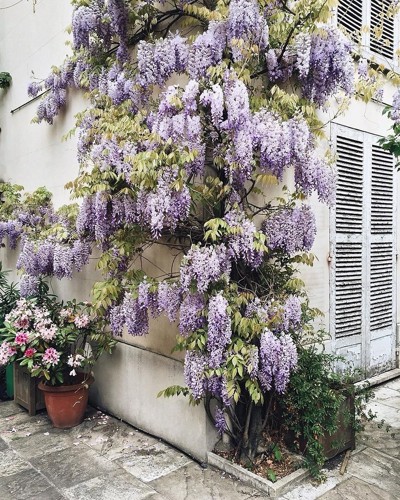 Blossoming Paris - 9