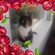 ���������, 42 ����, ��������