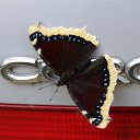 ���� �����, ����, 59 ��� - ��������� 8 ��� 2018 � ������ ���� ����������