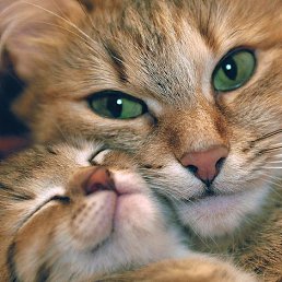 ����, �������, 33 ����