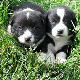 �������, ���������, 45 ���