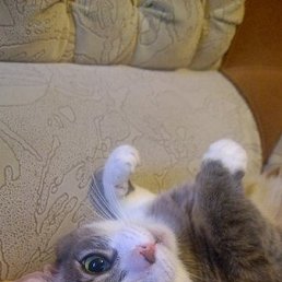 ���������, �����-���������, 37 ���