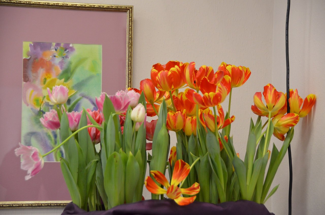 Выставка тюльпанов. Выставка тюльпанов в Череповце. Шаблон на выставку тюльпан. Выставка тюльпанов и сирени мечты о весне 2021.