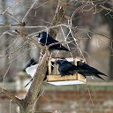 ���� ������, ������, 49 ��� - ��������� 13 ������� 2018 � ������ �������� SONY 75-300 + �����