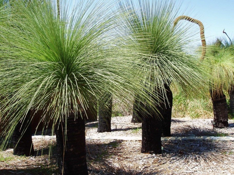 �������� ������ ���������� (Xanthorrhoea Grass Trees). ��� ������� ���������� �������� ������� ... - 2