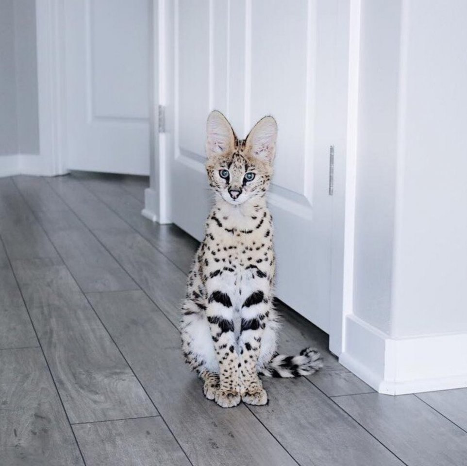 Rameses The Serval