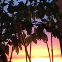 ���� ���������, ���������, 25 ��� - ��������� 16 ����� 2018 � ������ ���� ����������