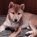 ���� �����, �����-���������, 56 ��� - ��������� 5 ������ 2018 � ������ ������ ��������