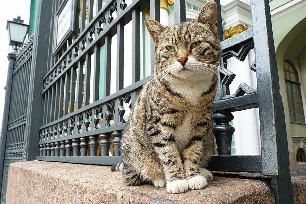 Эрмитажные коты стали самыми популярными в России. Пушистые хранители главного музея ...
