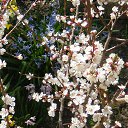 ������� � ����� �� ������� �FLORA�