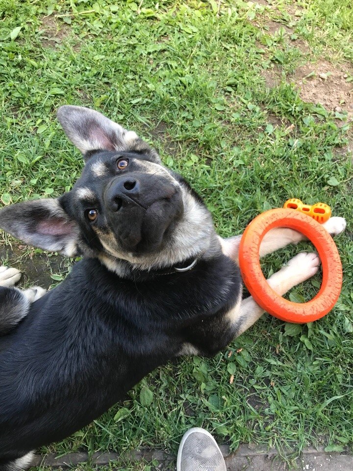 Полгода) Арчи