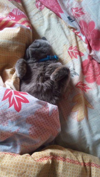 �������� ������� - 12 ������� 2017 � 17:59