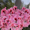 ���� �������, �������-����������, 53 ���� - ��������� 23 ��� 2018 � ������ ���� ����������