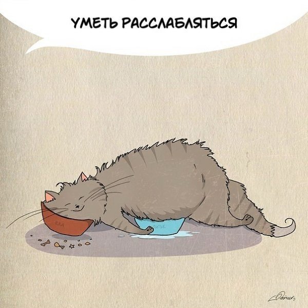 1 марта отмечается День кошек. Нам есть чему поучиться у шерстяных засранцев: - 6