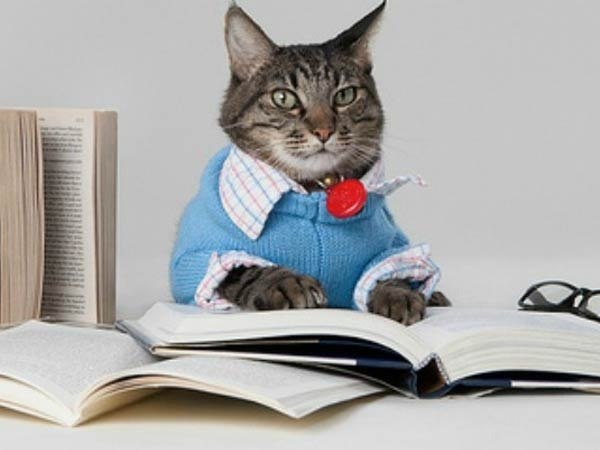 Котики обеспокоены ростом цен на сметанку и связывают это с ослаблением курса молочка. Между тем ...