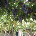 ���� �����, �����-���������, 52 ���� - ��������� 20 ��� 2018 � ������ ������ ��������