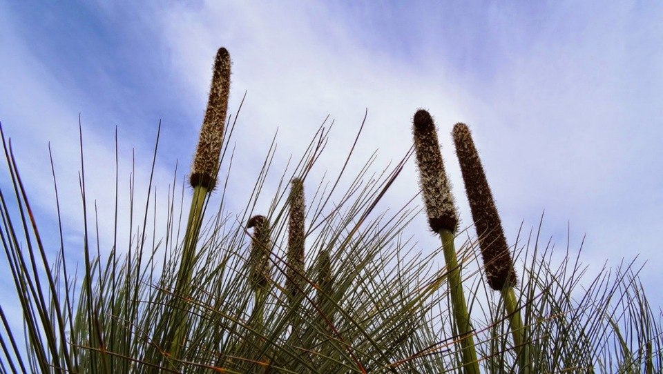 �������� ������ ���������� (Xanthorrhoea Grass Trees). ��� ������� ���������� �������� ������� ... - 3