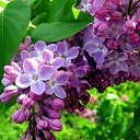 ���� �����, �����-���������, 61 ��� - ��������� 2 ���� 2018 � ������ ������ ��������