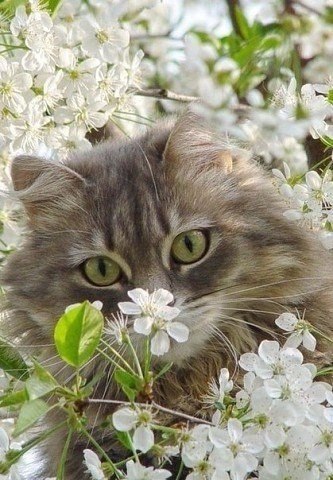 1 марта - день кошек. Праздник, которому не перестаёшь радоваться :3 - 6