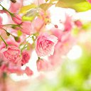 ���� ��������, ������ - ��������� 14 ����� 2018