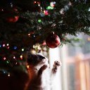 ���� �����, ����, 40 ��� - ��������� 25 ������ 2017 � ������ �����