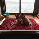 ���� ����, ������, 44 ���� - ��������� 1 ��� 2018 � ������ ���� ����������